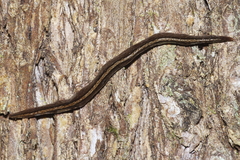 Australopacifica jacksoniana