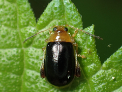 Capraita circumdata