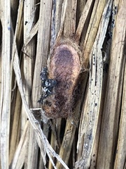 Phauda flammans