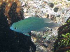 Pomacentrus callainus