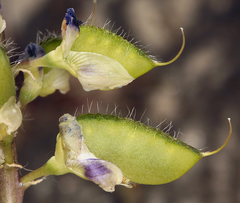 Lupinus odoratus