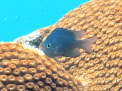 Pomacentrus callainus