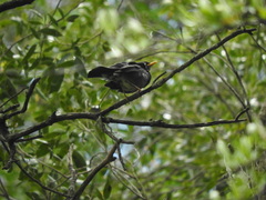 Turdus nigriceps