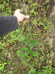 Vernonia greggii