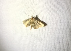 Anageshna primordialis