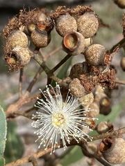 Corymbia leptoloma