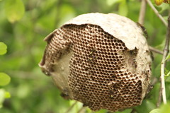 Polybia occidentalis
