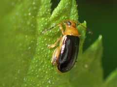 Capraita circumdata