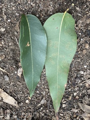 Corymbia leptoloma