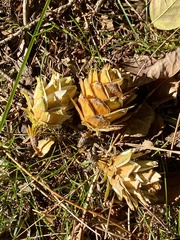 Pseudolarix amabilis