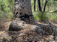 Corymbia leptoloma