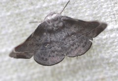 Oenochroma turneri