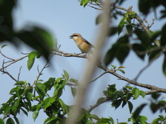 Lanius bucephalus
