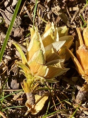 Pseudolarix amabilis