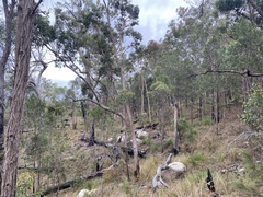 Corymbia leptoloma