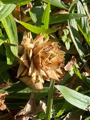 Pseudolarix amabilis