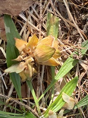 Pseudolarix amabilis