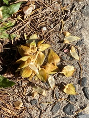 Pseudolarix amabilis