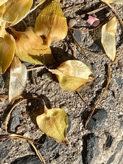 Pseudolarix amabilis