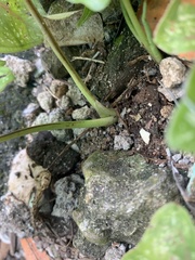 Caladium bicolor