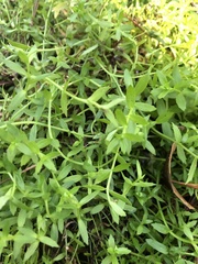 Mecardonia acuminata