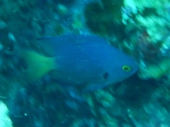 Pomacentrus flavioculus