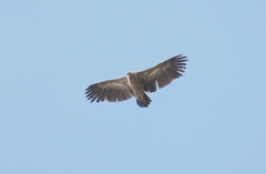 Gyps fulvus