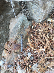 Litaneutria ocularis