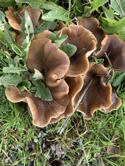 Hohenbuehelia petaloides