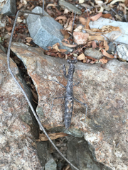 Litaneutria ocularis