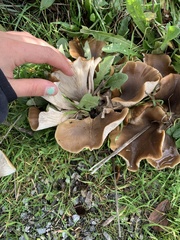 Hohenbuehelia petaloides