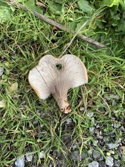 Hohenbuehelia petaloides