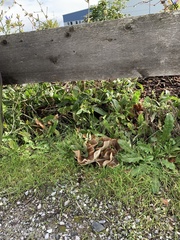 Hohenbuehelia petaloides