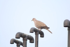 Streptopelia decaocto