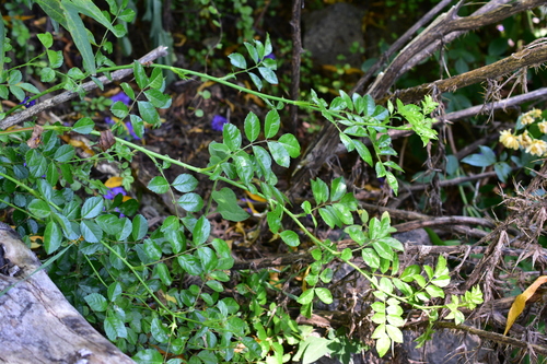 Rosa banksiae