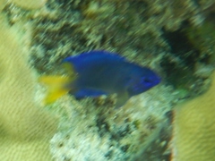 Pomacentrus coelestis