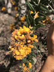 Oxylobium ellipticum