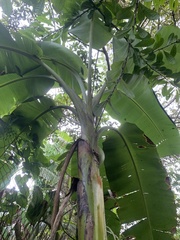 Musa