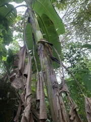 Musa