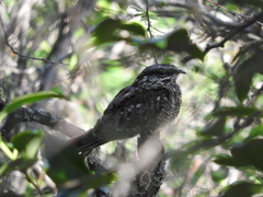 Hydropsalis torquata