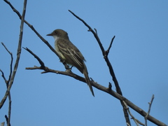 Myiarchus swainsoni