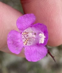 Agalinis edwardsiana