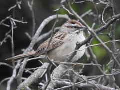 Rhynchospiza strigiceps