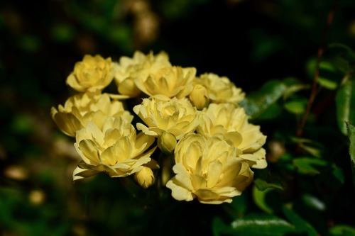Rosa banksiae