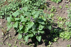 Physochlaina orientalis