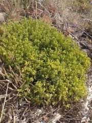 Suaeda novae-zelandiae