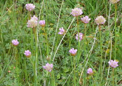 Armeria maritima californica