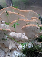 Fomitopsis iberica