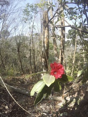 Rhododendron arboreum