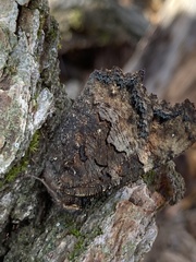 Nymphalis